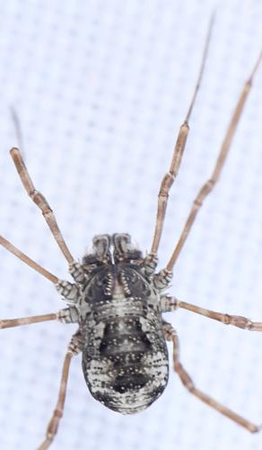 Megabunus vignai